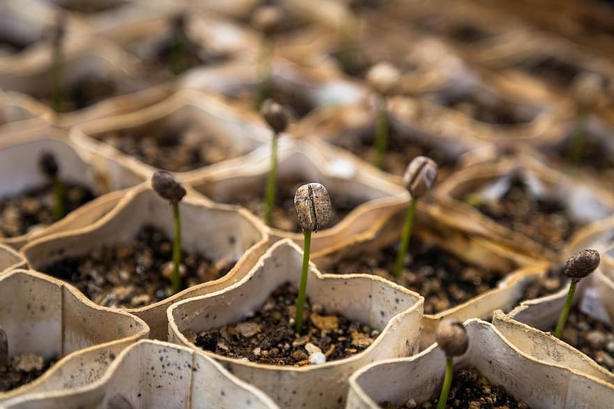 graines-qui-germent-thérapie-transgénérationnelle